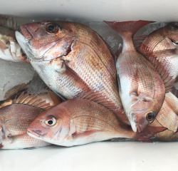 なかくに丸 釣果