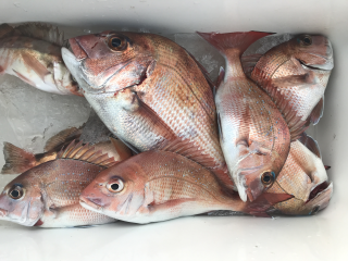 なかくに丸 釣果