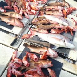 リトルワン 釣果