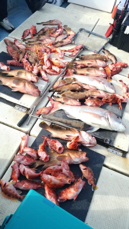 リトルワン 釣果