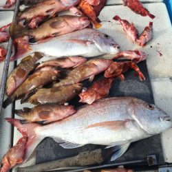 リトルワン 釣果