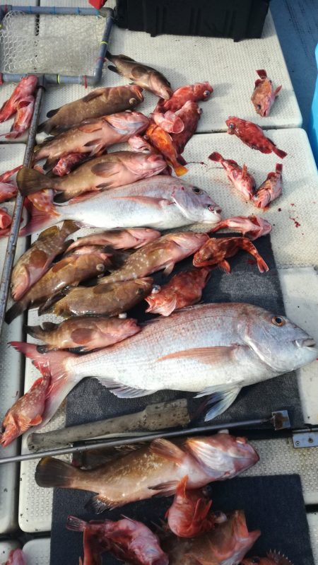 リトルワン 釣果