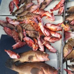 リトルワン 釣果