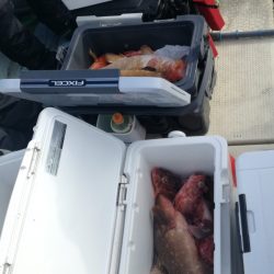 リトルワン 釣果