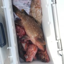 リトルワン 釣果