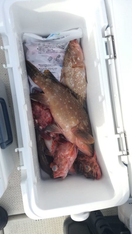 リトルワン 釣果