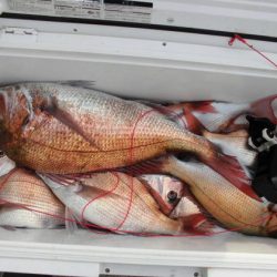 大進丸(新潟) 釣果