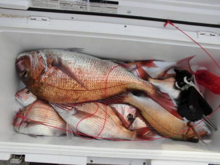 大進丸(新潟) 釣果