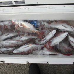 大進丸(新潟) 釣果