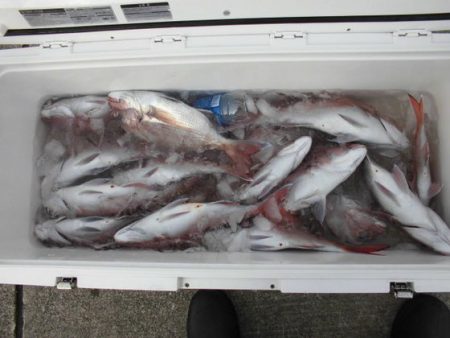 大進丸(新潟) 釣果