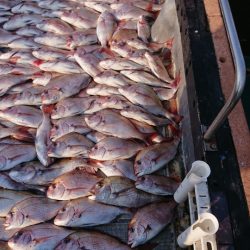 FISHING RISKY 釣果