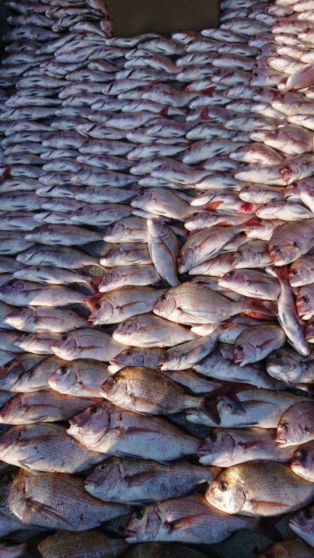 FISHING RISKY 釣果