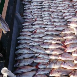 FISHING RISKY 釣果