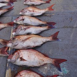 FISHING RISKY 釣果