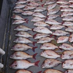 FISHING RISKY 釣果