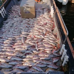 FISHING RISKY 釣果