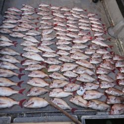 FISHING RISKY 釣果