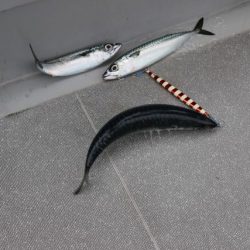 へいみつ丸 釣果