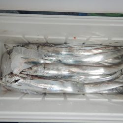 sea boss　シーボス 釣果