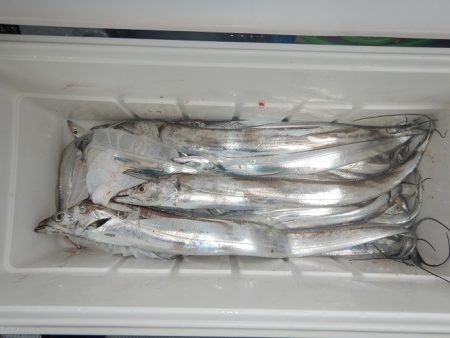 sea boss　シーボス 釣果