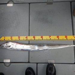 sea boss　シーボス 釣果