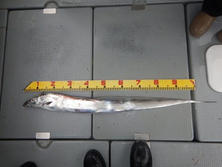 sea boss　シーボス 釣果