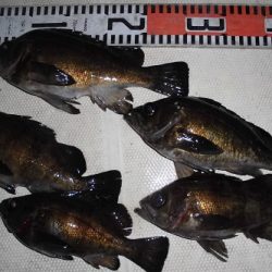 ルアー船マヒマヒ 釣果