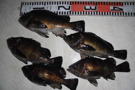 ルアー船マヒマヒ 釣果