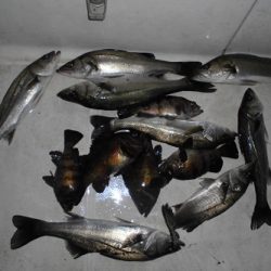 ルアー船マヒマヒ 釣果