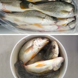 来温丸(らいおんまる) 釣果