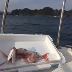 マタウマリンサービス 釣果