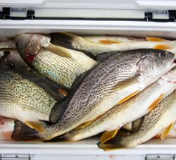 来温丸（らいおんまる） 釣果