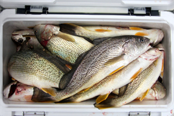 来温丸（らいおんまる） 釣果