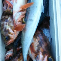 モンロー号 釣果