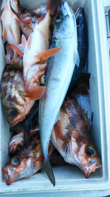 モンロー号 釣果