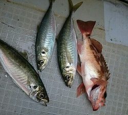 海龍丸(福岡) 釣果