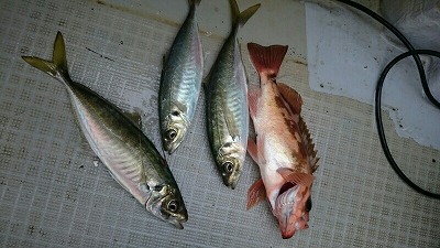 海龍丸(福岡) 釣果