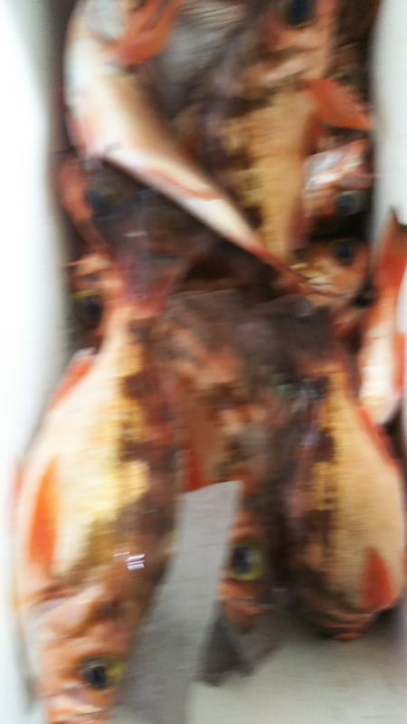 モンロー号 釣果