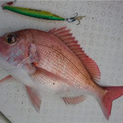 マタウマリンサービス 釣果