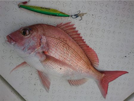 マタウマリンサービス 釣果