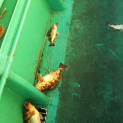 モンロー号 釣果