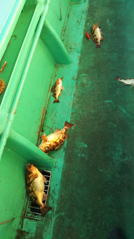 モンロー号 釣果