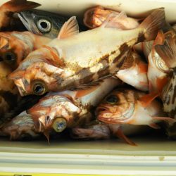 モンロー号 釣果