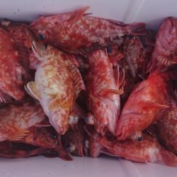 オーフリー 釣果