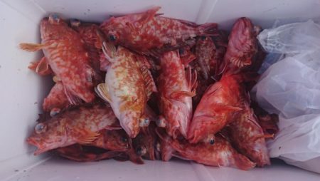 オーフリー 釣果