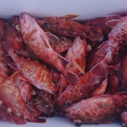 オーフリー 釣果