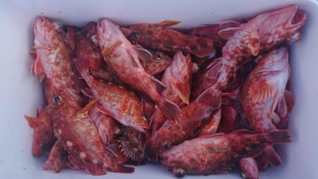 オーフリー 釣果