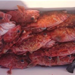 オーフリー 釣果