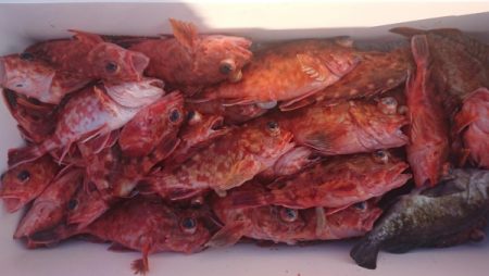 オーフリー 釣果