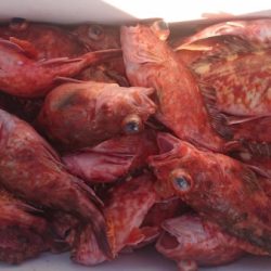 オーフリー 釣果